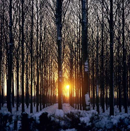 Winter sunset through the trees, North Benfleet, Essex von 
