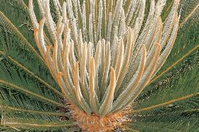 Young leaves sprouting from Cycas Revoluta (photo) 