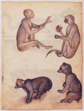 Zwei Affen und zwei Bären