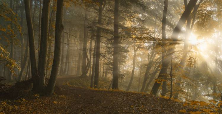 Forest Light von Norbert Maier