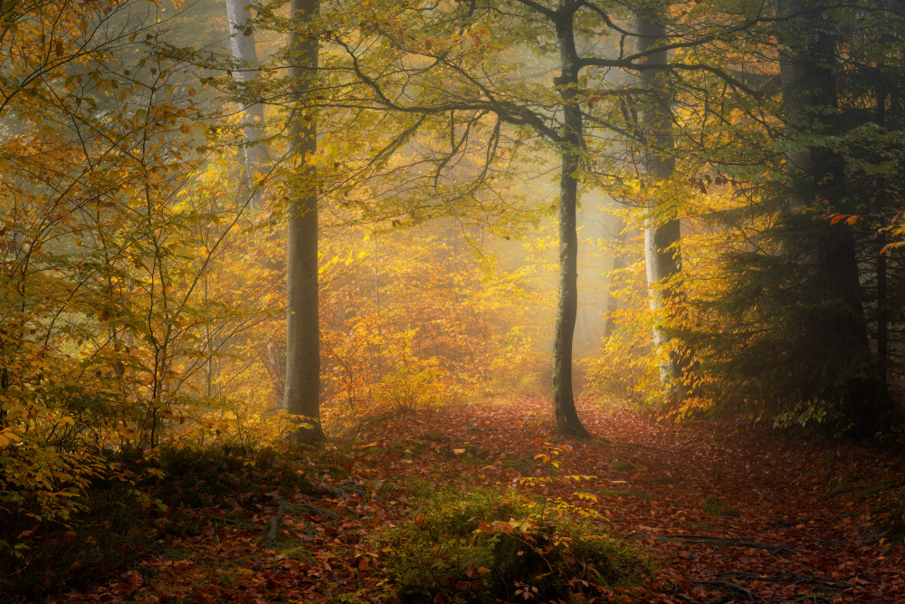 Herbstbäume von Norbert Maier