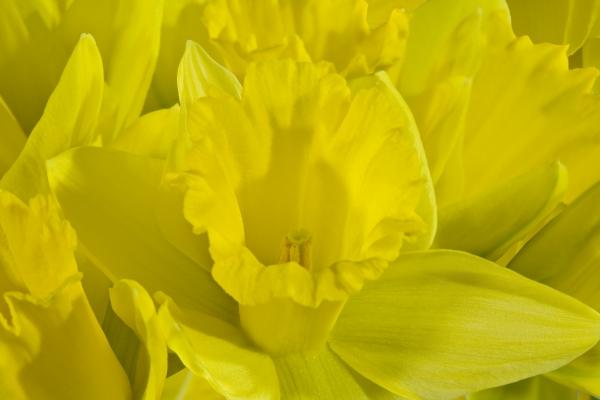 Daffodils von Norma Cornes