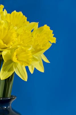 Daffodils von Norma Cornes