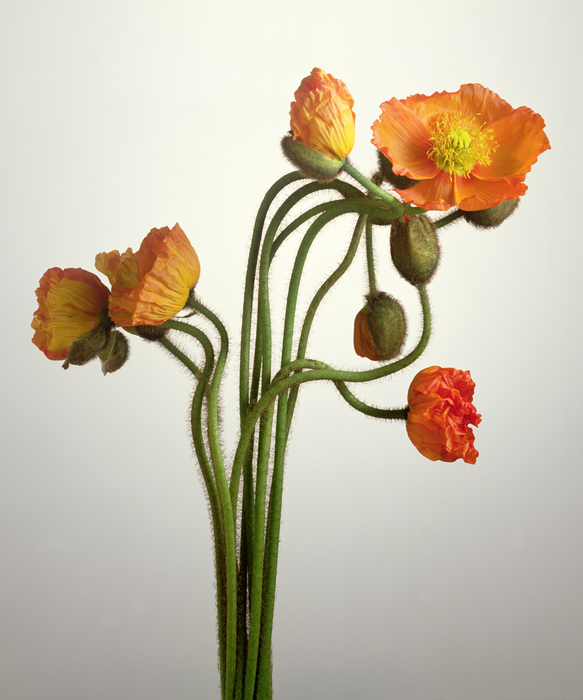 Bendy Poppies von Norman  Hollands