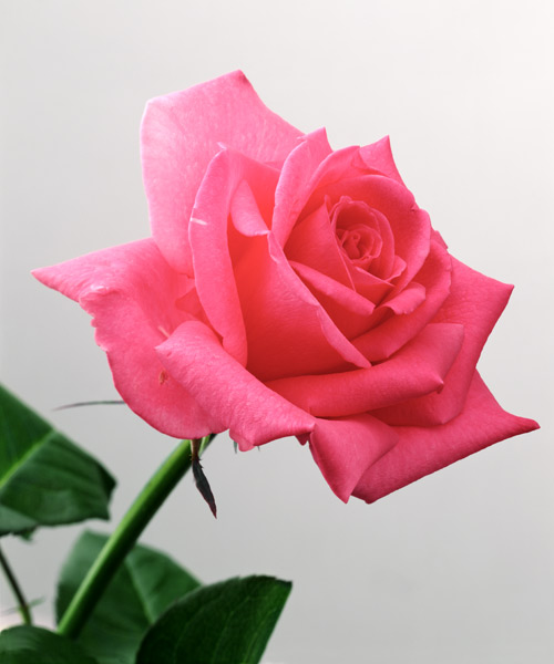 Pink Rose, 2005 (colour photo)  von Norman  Hollands