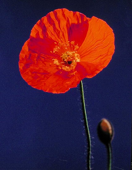 Poppy, 1996 (colour photo)  von Norman  Hollands