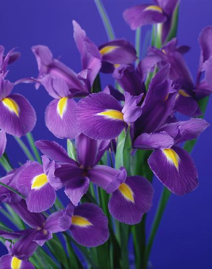 Flag Irises, 1998 (colour photo) 