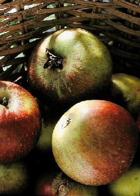 Cox''s apples in basket, 1994 (colour photo) 