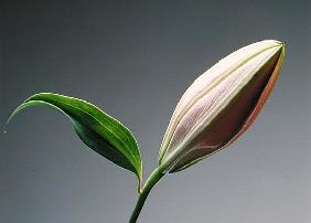 Lily bud & leaf, 1999 (colour litho) 