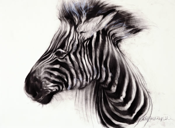 Baby Zebra von Odile  Kidd