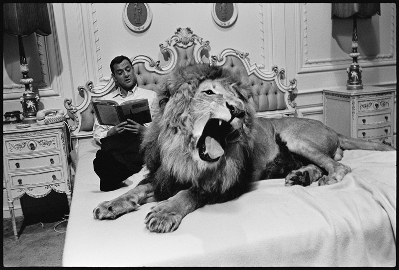 Tony Randall with lion (Zamba), on the set of Fluffy von Orlando Suero