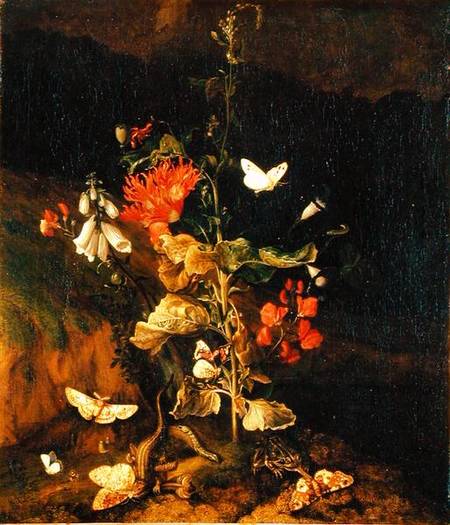 Flower Study von Otto Marseus van Schrieck