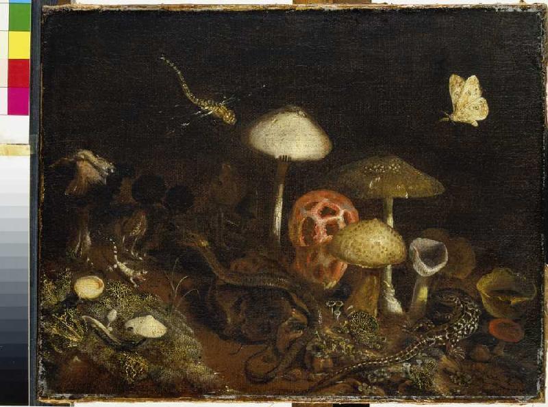 Reptilien, Pilze und Schmetterlinge von Otto Marseus van Schrieck