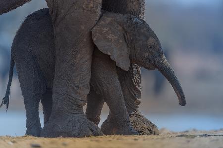 Elefantenkalb mit Mama