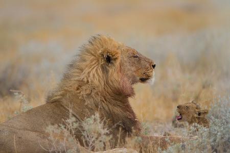 Männlicher Löwe mit Jungem