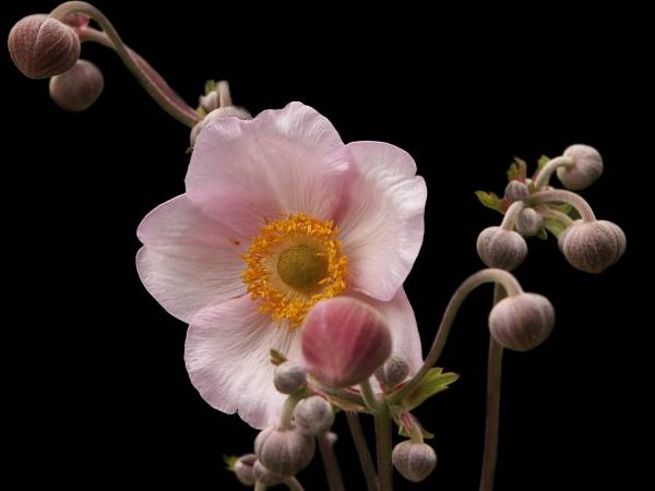 Anemone japonica von 