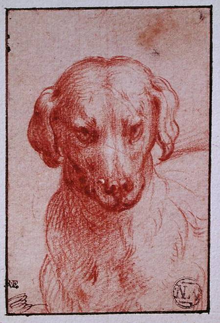 Head of a Dog von Parmigianino