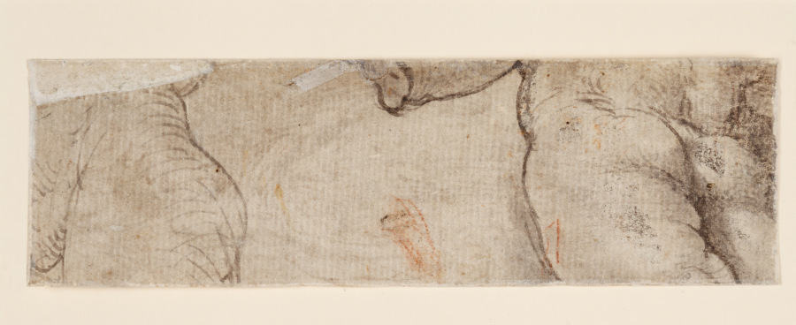 Zwei Puttenkörper (fragmentarisch) von Parmigianino