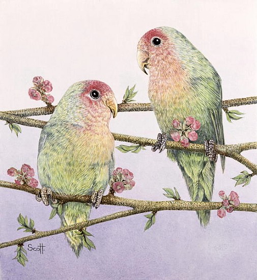 Love Birds  von Pat  Scott