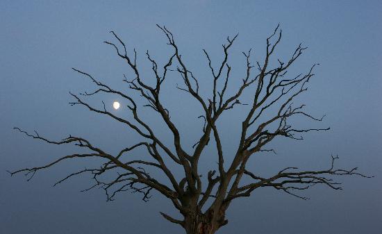 Alter Baum mit Mond von Patrick Pleul