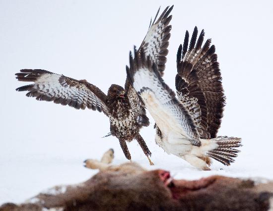 Buzzards fighting for food von Patrick Pleul