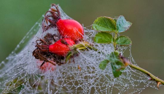 Hagebutten im Spinnennetz von Patrick Pleul