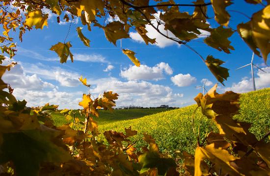 Herbstlandschaft in Brandenburg von Patrick Pleul
