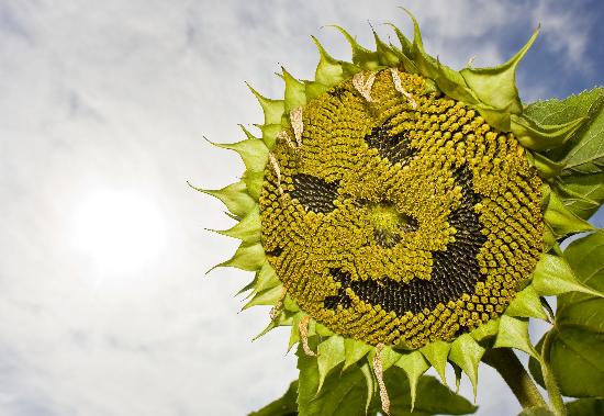 Lachende Sonnenblume bei Storkow von Patrick Pleul