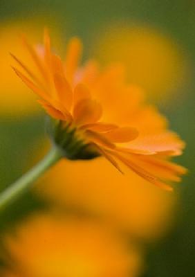Ringelblume ist Heilpflanze des Jahres 2009