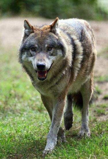 Wolf im Wildpark Schorfheide von Patrick Pleul