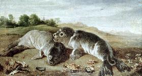 Two Young Seals on the Shore c.1650