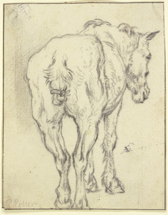 Pferd mit zusammengebundenem Schweif in Rückansicht von Paulus Potter