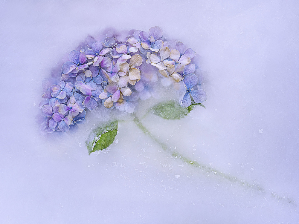 Hidrangen-Blume im Eis. von Pedro Uranga