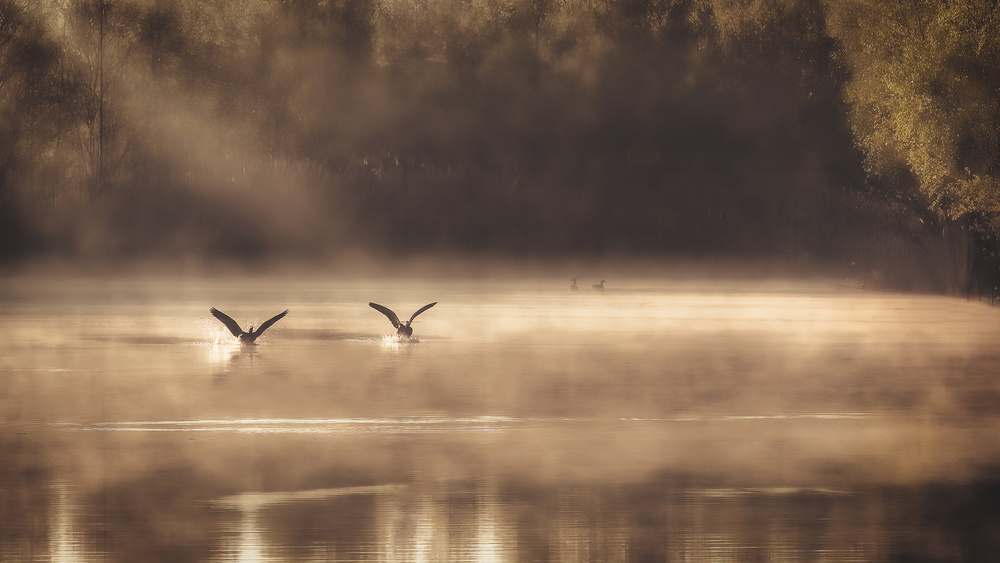 Die Frühmorgen-Enten von Peter Dewever