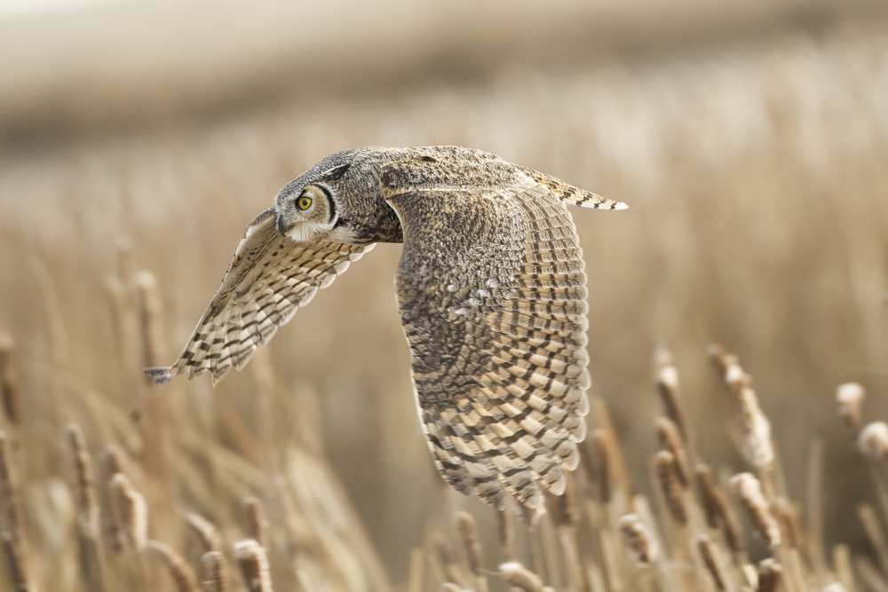 Great Horned owl von Peter Stahl
