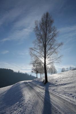 Birke in Winterlandschaft im Gegenlicht von Peter Wienerroither