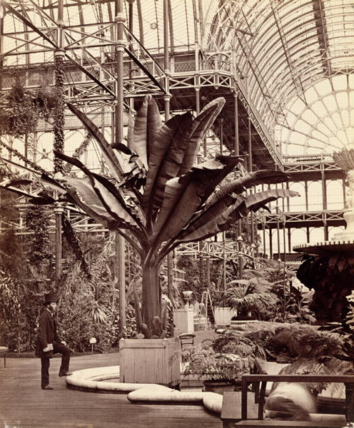 Tropical Plants in the Egyptian Room, Crystal Palace, Sydenham, 1854 (b/w photo)  von Philip Henry Delamotte