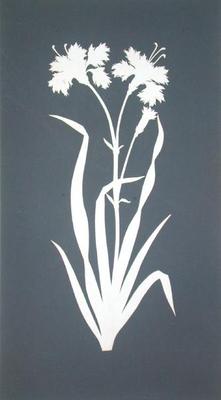 Carnation (collage on paper) von Phillip Otto Runge