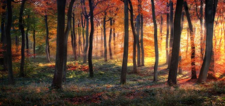 Autumn Woodland Sunrise von Photokes