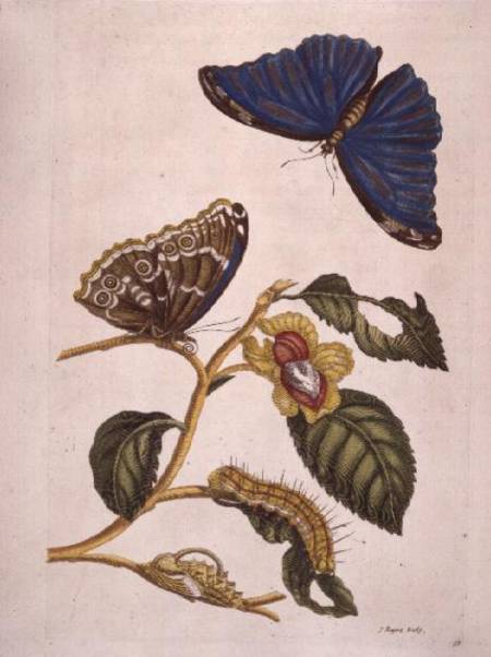 Butterflies and Caterpillars von P.Huytec