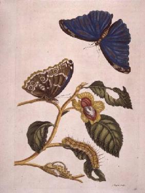 Butterflies and Caterpillars c.1800