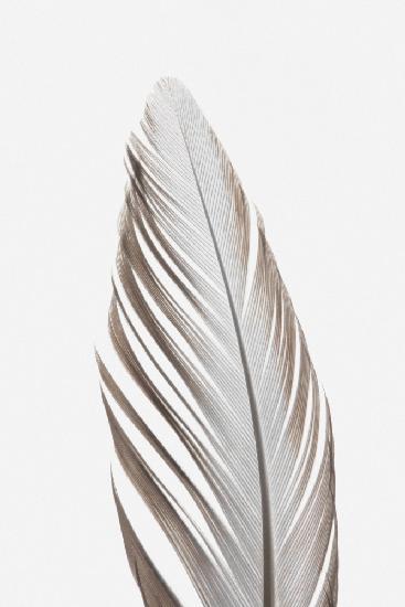 Feather_003