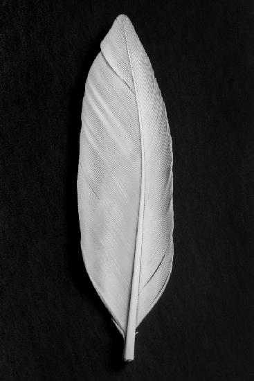 Feather_008