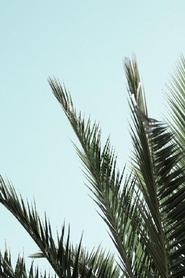 Palmblätter und Himmel_2