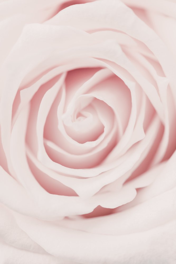 Rosa Rose Nr. 02 von Pictufy Studio III
