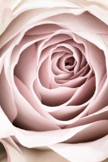 Rosa Rose Nr. 03