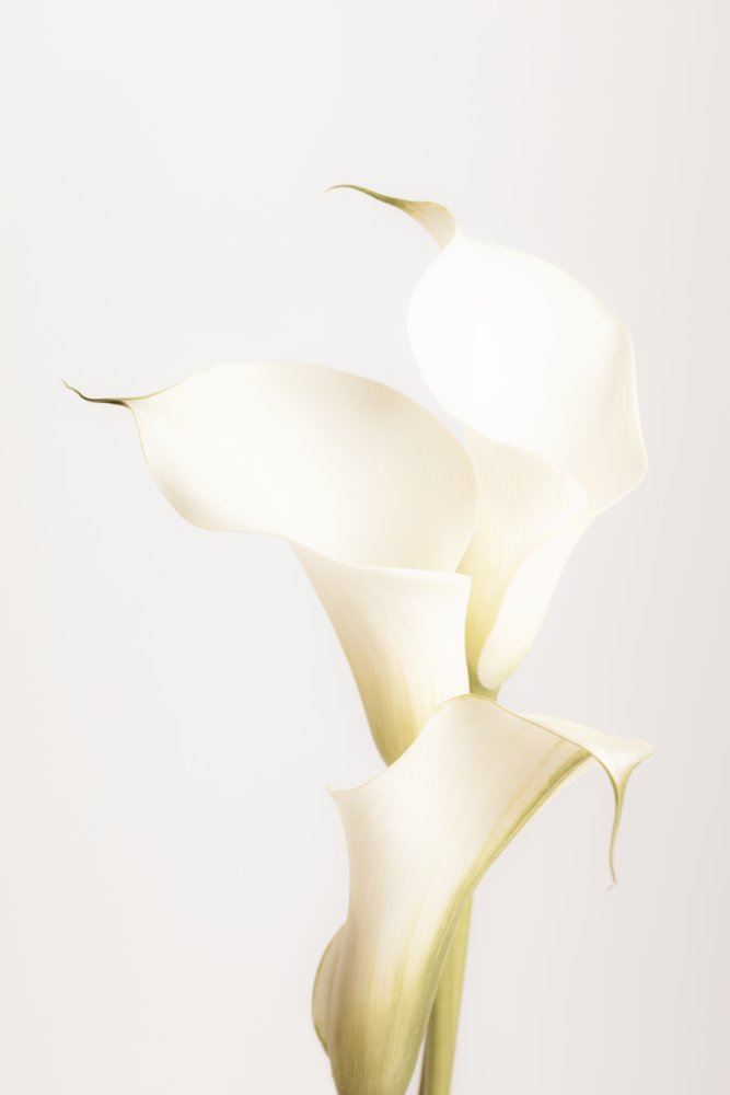 Weiße Calla-Lilie Nr. 3 von Pictufy Studio III