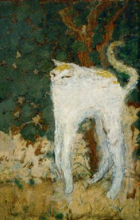 Le chat blanc 1894