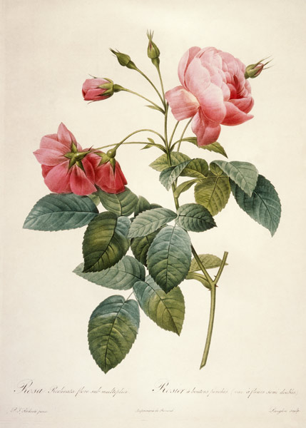 Rosa reclinata flore sub mutiplici von Pierre Joseph Redouté