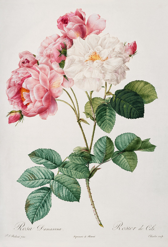 Damask Rose von Pierre Joseph Redouté